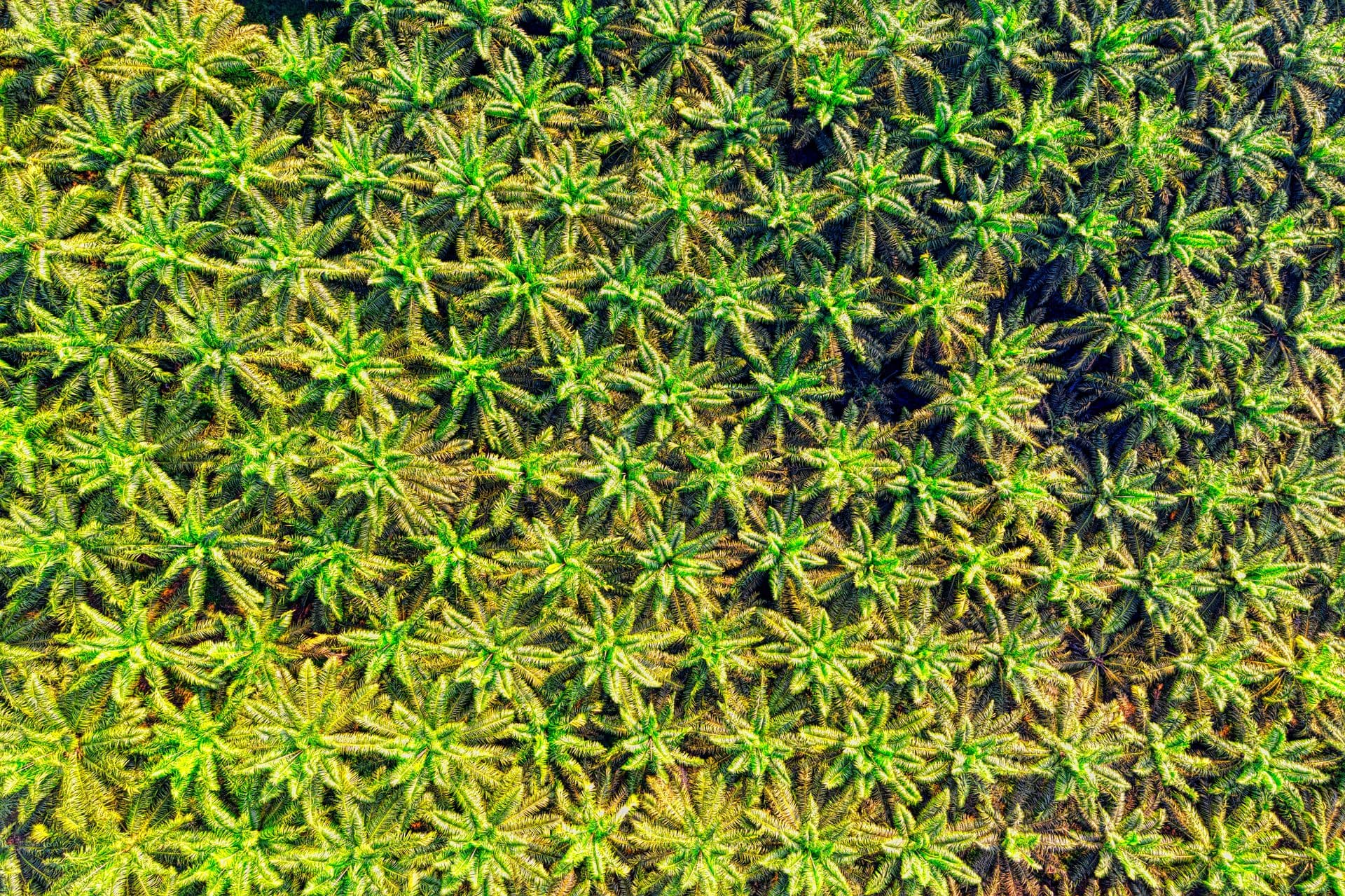 Aerial view of a palm oil plantation in Indonesia